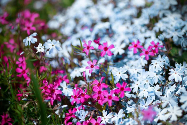 Маленькие Красивые Цветы Разноцветные Полевые Цветы — стоковое фото