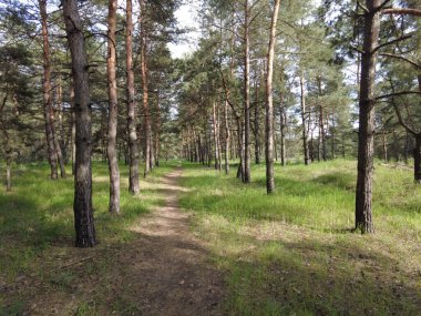Çam ormanında gün batımı. Uzun çamlar ve güneş. Ağaçların gölgesi. bahar ormanı