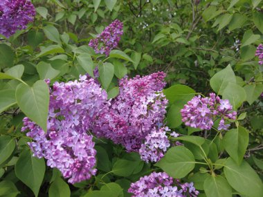 Daldaki güzel leylak çiçekleri. Baharda leylak çalısı