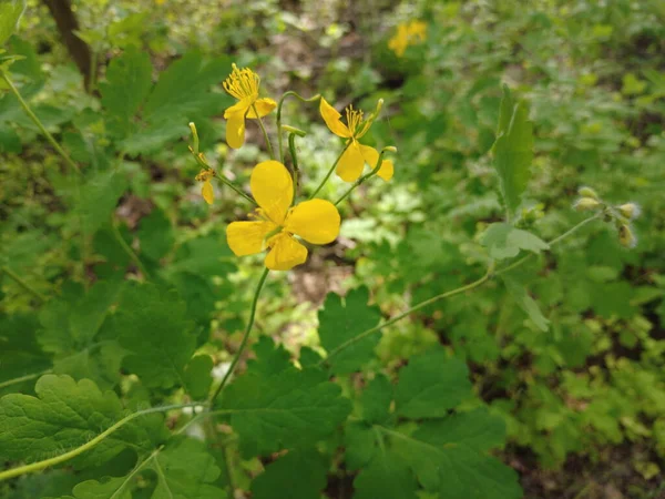 Sárga Virágok Celandine Celandine Erdőben — Stock Fotó