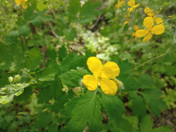Κίτρινα Λουλούδια Ραπανοσέλινο Σελανδίνη Στο Δάσος — Φωτογραφία Αρχείου