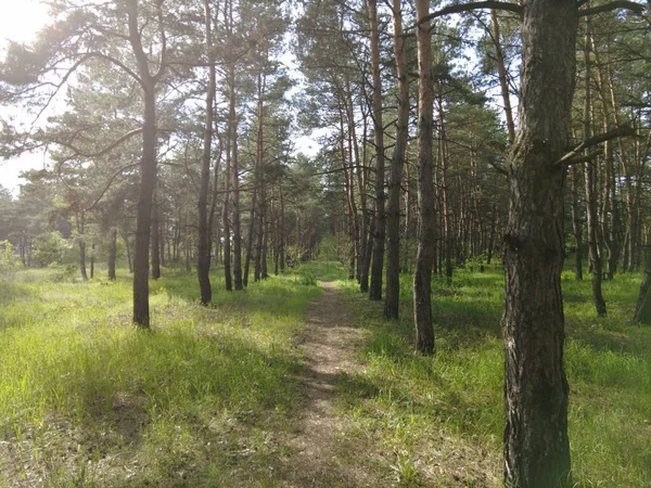 Západ Slunce Borovém Lese Vysoké Borovice Slunce Stíny Stromů Jarní — Stock fotografie