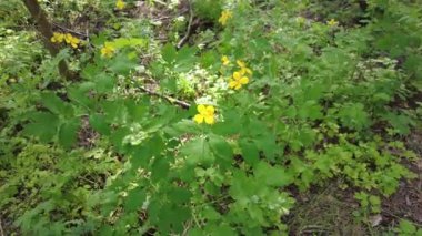 Sarı çiçekli selandin. Ormanda selandin