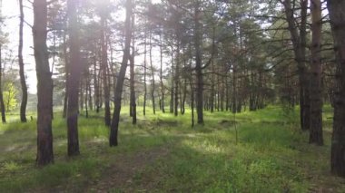 Çam ormanında gün batımı. Uzun çamlar ve güneş. Ağaçların gölgesi. bahar ormanı