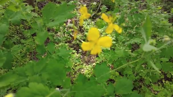 Žluté Květy Celandinu Celandin Lese — Stock video