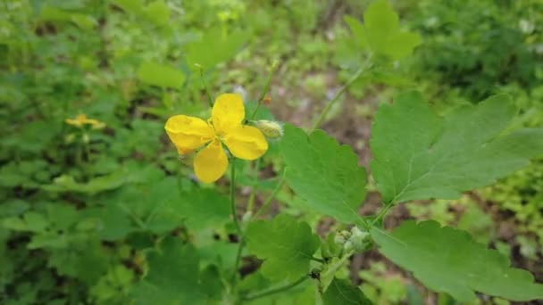 Flores Amarelas Celandine Celandine Floresta — Vídeo de Stock