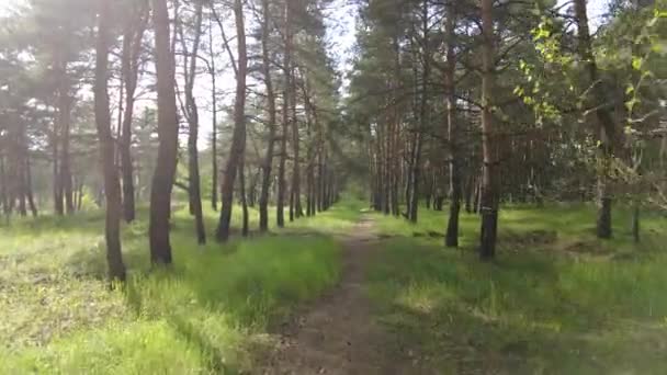 Naplemente Fenyőerdőben Magas Fenyők Napsütés Árnyék Fákról Tavaszi Erdő — Stock videók