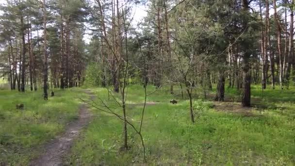 Zonsondergang Het Dennenbos Hoge Dennen Zon Schaduw Van Bomen Voorjaarsbos — Stockvideo