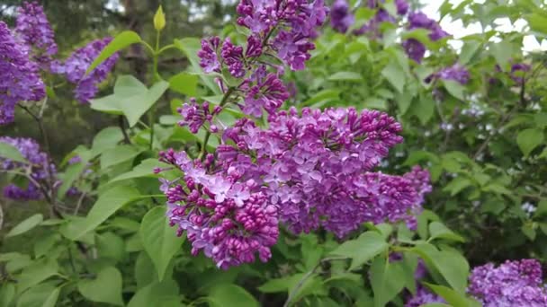 Gelbe Blüten Schöllkraut Schöllkraut Wald — Stockvideo