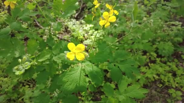 Gula Blommor Celandine Selleri Skogen — Stockvideo