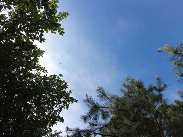 Grüne Äste Gegen Den Himmel Äste Und Blauer Himmel — Stockfoto