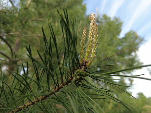 Young Green Pine Cones Pine Trees Bloom Spring — Stock Photo, Image