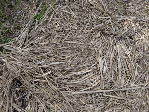 Dry Reed Texture Many Cane Stalks Abstract Brown Background — Stock Photo, Image