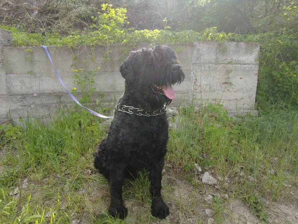 Gran Perro Negro Terrier Negro Bozal Bigote Perro —  Fotos de Stock