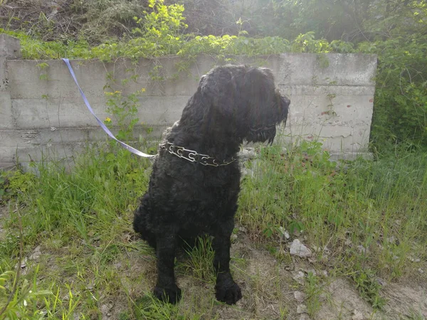 Big Black Dog Black Terrier Muzzle Mustache Dog — Stock Photo, Image