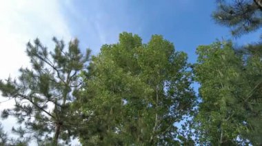 Gökyüzüne karşı yeşil ağaç dalları. Dallar ve mavi gökyüzü