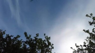 Gökyüzüne karşı yeşil ağaç dalları. Dallar ve mavi gökyüzü