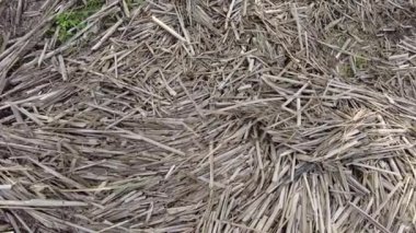 kuru kamış dokusu. Bir sürü baston sapı. soyut kahverengi arkaplan.