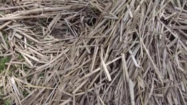 kuru kamış dokusu. Bir sürü baston sapı. soyut kahverengi arkaplan.