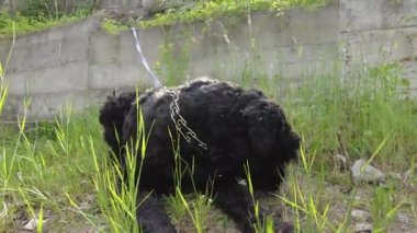 Büyük siyah köpek. Siyah Teriyer. Bir köpeğin ağızlık ve bıyığı..