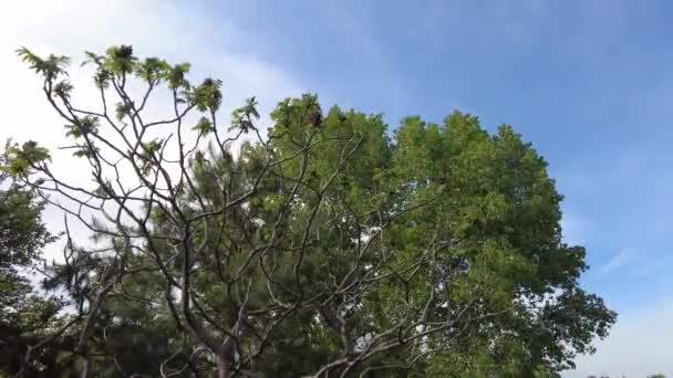 Ramas Árboles Verdes Contra Cielo Ramas Cielo Azul — Vídeo de stock