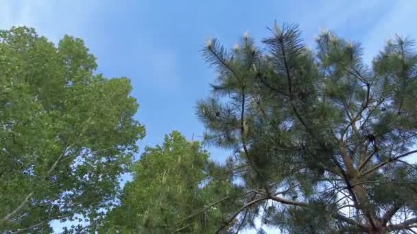 Ramas Árboles Verdes Contra Cielo Ramas Cielo Azul — Vídeo de stock