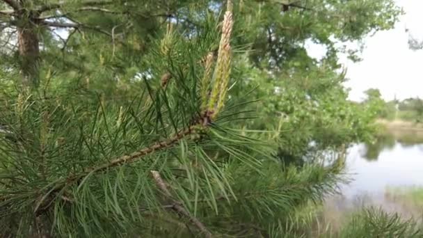 Conos Pino Verde Joven Los Pinos Florecen Primavera — Vídeos de Stock