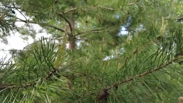 Jonge Groene Dennenappels Pijnbomen Bloeien Het Voorjaar — Stockvideo