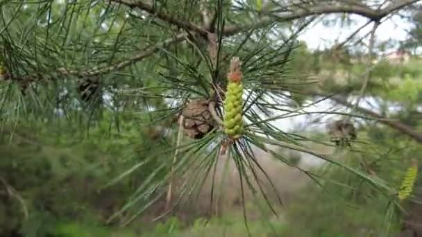 Conos Pino Verde Joven Los Pinos Florecen Primavera — Vídeo de stock