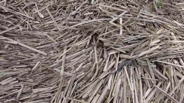 Dry Reed Texture Many Cane Stalks Abstract Brown Background — Stock Video