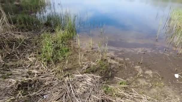 Красивий Вечірній Пейзаж Річці Відображення Воді Річковий Берег Види Очерет — стокове відео