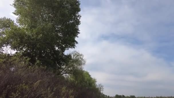 Schöne Abendlandschaft Fluss Reflexion Wasser Flussufer Arten Und Schilf — Stockvideo