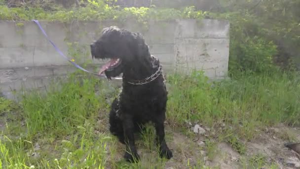 Grosso Cane Nero Terrier Nero Muso Baffi Cane — Video Stock