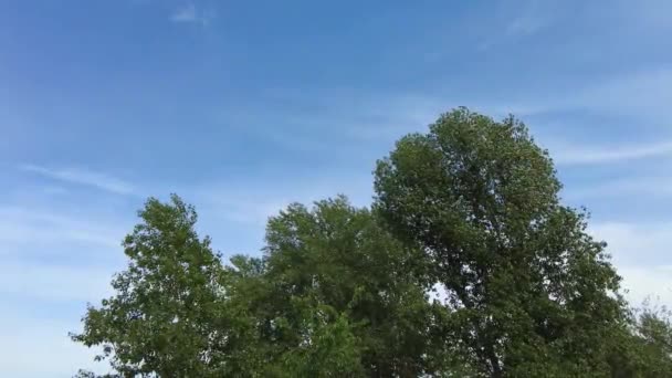 Ramas Árboles Verdes Contra Cielo Ramas Cielo Azul — Vídeos de Stock