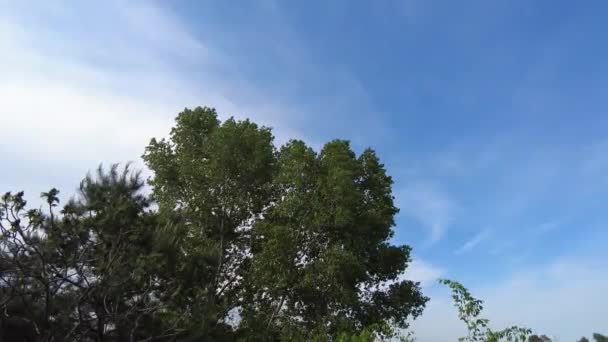 Zielone Gałęzie Drzew Niebie Gałęzie Błękitne Niebo — Wideo stockowe