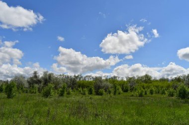 Bulutlu güzel bir manzara. yeşil çimenler ve mavi gökyüzü. Bahar doğası. Doğal duvar kağıdı