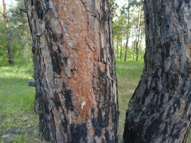 Yanmış ahşap doku. Ağaç kabuğu. Çam ağacı. Eski yanmış çam