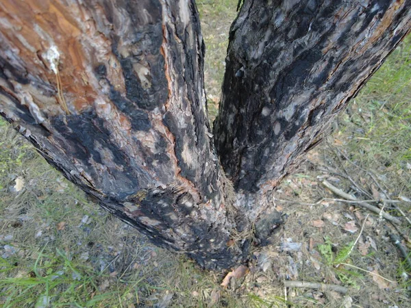 Burnt Wood Texture Tree Bark Pine Trunk Old Burnt Pine — Stock Photo, Image