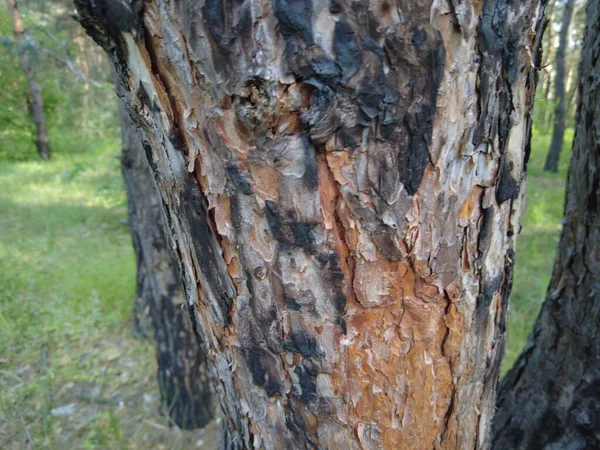 Verbranntes Holz Baumrinde Kiefernstamm Alte Verbrannte Kiefer — Stockfoto