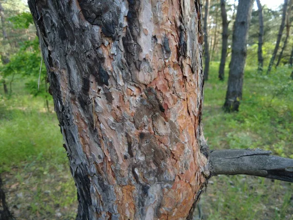 Textura Madeira Queimada Casca Árvore Tronco Pinho Velho Pinheiro Queimado — Fotografia de Stock