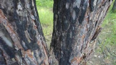 Yanmış ahşap doku. Ağaç kabuğu. Çam ağacı. Eski yanmış çam