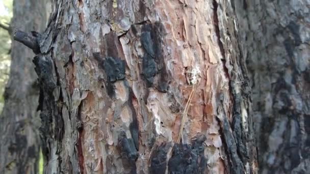 Tekstur Kayu Terbakar Kulit Pohon Batang Pinus Pinus Terbakar Tua — Stok Video