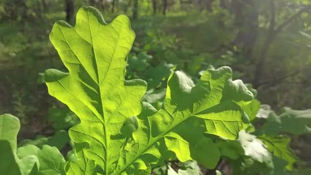 Green Leaves Oak Beautiful Big Green Leaf Branch — Stock Video