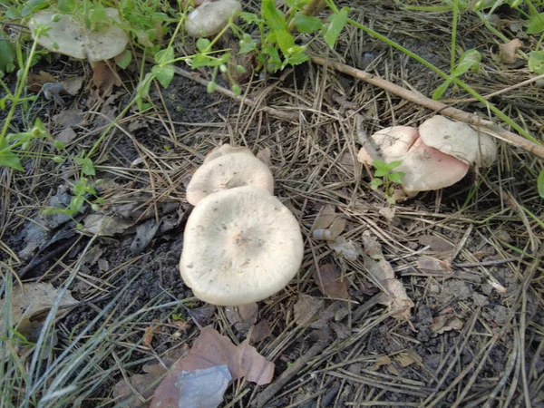 Funghi Porcini Nel Bosco Prato Funghi Feci Pallide Rospo — Foto Stock