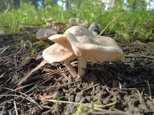 Steinpilze Wald Eine Pilzwiese Blasse Fliegenpilze — Stockfoto