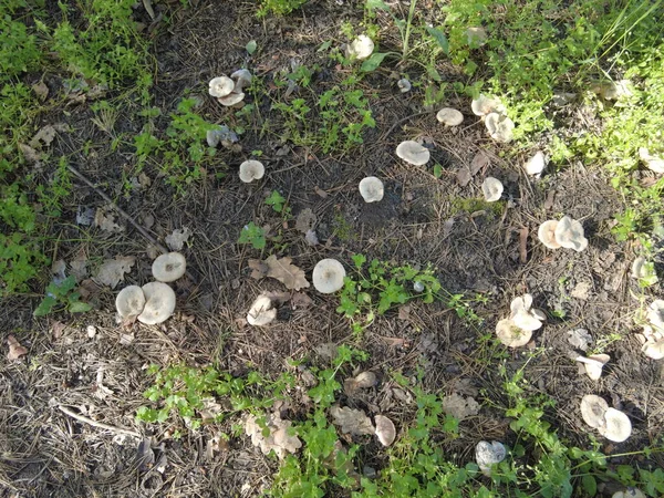 Porcini Houby Lese Louku Plnou Hub Světlé Muchomůrky — Stock fotografie