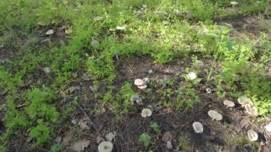 Ormanda porcini mantarı. Bir çayır dolusu mantar. soluk mantarlar