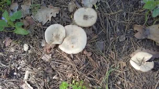 Funghi Porcini Nel Bosco Prato Funghi Feci Pallide Rospo — Video Stock