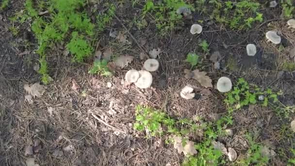 Champignons Porcini Dans Forêt Une Prairie Champignons Tabourets Crapaud Pâle — Video