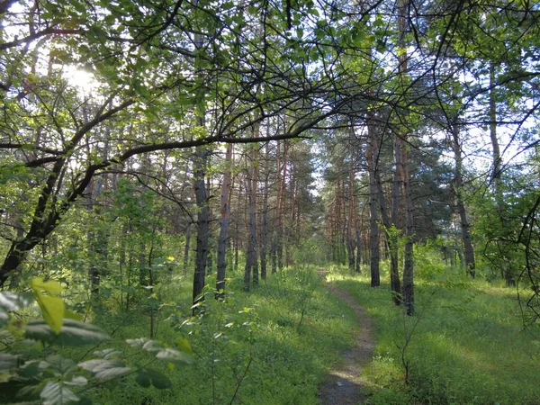 Деревья Лесу Весенний Лес Солнце Сквозь Деревья Прогуляться Лесу Природа — стоковое фото
